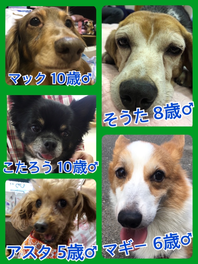 【🐾本日の里親様募集中ワンコメンバー🐶】2018,6,24